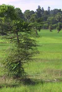 Srok Batheay, Cambodge 2001