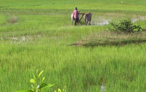 Le laboureur du Srok Batheay, Cambodge 2001